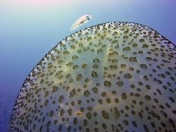 Baby fish seeking protection with a jellyfish by Ian Palmer 